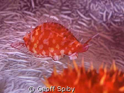 cowrie on a soft coral
The Passage
Raja Ampat by Geoff Spiby 